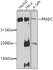 Western blot analysis of extracts of various cell lines, using PRKDC antibody (23-125) at 1:1000 dilution.<br/>Secondary antibody: HRP Goat Anti-Rabbit IgG (H+L) at 1:10000 dilution.<br/>Lysates/proteins: 25ug per lane.<br/>Blocking buffer: 3% nonfat dry milk in TBST.<br/>Detection: ECL Basic Kit.<br/>Exposure time: 90s.