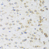 Immunohistochemistry of paraffin-embedded mouse brain using STRN antibody (23-142) at dilution of 1:100 (40x lens) .