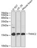 Western blot analysis of extracts of various cell lines, using TNNC2 antibody (23-146) at 1:1000 dilution._Secondary antibody: HRP Goat Anti-Rabbit IgG (H+L) at 1:10000 dilution._Lysates/proteins: 25ug per lane._Blocking buffer: 3% nonfat dry milk in TBST._Detection: ECL Enhanced Kit._Exposure time: 15s.