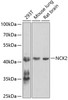 Western blot analysis of extracts of various cell lines, using NCK2 antibody (23-155) at 1:1000 dilution._Secondary antibody: HRP Goat Anti-Rabbit IgG (H+L) at 1:10000 dilution._Lysates/proteins: 25ug per lane._Blocking buffer: 3% nonfat dry milk in TBST._Detection: ECL Enhanced Kit._Exposure time: 90s.