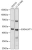 Western blot analysis of extracts of various cell lines, using B3GALNT1 antibody (23-159) at 1:1000 dilution.<br/>Secondary antibody: HRP Goat Anti-Rabbit IgG (H+L) at 1:10000 dilution.<br/>Lysates/proteins: 25ug per lane.<br/>Blocking buffer: 3% nonfat dry milk in TBST.<br/>Detection: ECL Basic Kit.<br/>Exposure time: 1s.