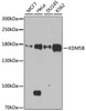 Western blot analysis of extracts of various cell lines, using KDM5B antibody (23-173) at 1:1000 dilution.<br/>Secondary antibody: HRP Goat Anti-Rabbit IgG (H+L) at 1:10000 dilution.<br/>Lysates/proteins: 25ug per lane.<br/>Blocking buffer: 3% nonfat dry milk in TBST.<br/>Detection: ECL Enhanced Kit.<br/>Exposure time: 90s.