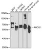 Western blot analysis of extracts of various cell lines, using AHCYL1 antibody (23-174) at 1:1000 dilution._Secondary antibody: HRP Goat Anti-Rabbit IgG (H+L) at 1:10000 dilution._Lysates/proteins: 25ug per lane._Blocking buffer: 3% nonfat dry milk in TBST._Detection: ECL Basic Kit._Exposure time: 90s.