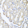 Immunohistochemistry of paraffin-embedded human stomach using AHCYL1 antibody (23-174) at dilution of 1:100 (40x lens) .