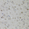 Immunohistochemistry of paraffin-embedded mouse brain using CKAP4 antibody (23-178) (40x lens) .
