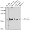 Western blot analysis of extracts of various cell lines, using GABARAPL1 antibody (23-185) at 1:1000 dilution.<br/>Secondary antibody: HRP Goat Anti-Rabbit IgG (H+L) at 1:10000 dilution.<br/>Lysates/proteins: 25ug per lane.<br/>Blocking buffer: 3% nonfat dry milk in TBST.<br/>Detection: ECL Basic Kit.<br/>Exposure time: 90s.