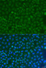 Immunofluorescence analysis of U2OS cells using COG4 antibody (23-187) at dilution of 1:100. Blue: DAPI for nuclear staining.