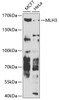 Western blot analysis of extracts of various cell lines, using MLH3 antibody (23-190) at 1:1000 dilution.<br/>Secondary antibody: HRP Goat Anti-Rabbit IgG (H+L) at 1:10000 dilution.<br/>Lysates/proteins: 25ug per lane.<br/>Blocking buffer: 3% nonfat dry milk in TBST.<br/>Detection: ECL Basic Kit.<br/>Exposure time: 90s.