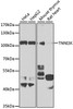 Western blot analysis of extracts of various cell lines, using TNNI3K antibody (23-193) at 1:1000 dilution.<br/>Secondary antibody: HRP Goat Anti-Rabbit IgG (H+L) at 1:10000 dilution.<br/>Lysates/proteins: 25ug per lane.<br/>Blocking buffer: 3% nonfat dry milk in TBST.<br/>Detection: ECL Basic Kit.<br/>Exposure time: 90s.