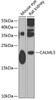 Western blot analysis of extracts of various cell lines, using CALML5 antibody (23-197) at 1:1000 dilution.<br/>Secondary antibody: HRP Goat Anti-Rabbit IgG (H+L) at 1:10000 dilution.<br/>Lysates/proteins: 25ug per lane.<br/>Blocking buffer: 3% nonfat dry milk in TBST.<br/>Detection: ECL Enhanced Kit.<br/>Exposure time: 90s.