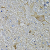 Immunohistochemistry of paraffin-embedded mouse brain using CALML5 antibody (23-197) at dilution of 1:100 (40x lens) .