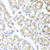 Immunohistochemistry of paraffin-embedded human stomach using ALKBH4 antibody (23-201) at dilution of 1:100 (40x lens) .