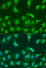 Immunofluorescence analysis of U2OS cells using PRMT6 antibody (23-203) at dilution of 1:100. Blue: DAPI for nuclear staining.