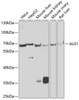 Western blot analysis of extracts of various cell lines, using ALG1 antibody (23-205) at 1:1000 dilution.<br/>Secondary antibody: HRP Goat Anti-Rabbit IgG (H+L) at 1:10000 dilution.<br/>Lysates/proteins: 25ug per lane.<br/>Blocking buffer: 3% nonfat dry milk in TBST.<br/>Detection: ECL Basic Kit.<br/>Exposure time: 30s.