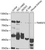 Western blot analysis of extracts of various cell lines, using TM9SF3 antibody (23-206) at 1:1000 dilution.<br/>Secondary antibody: HRP Goat Anti-Rabbit IgG (H+L) at 1:10000 dilution.<br/>Lysates/proteins: 25ug per lane.<br/>Blocking buffer: 3% nonfat dry milk in TBST.<br/>Detection: ECL Basic Kit.<br/>Exposure time: 90s.