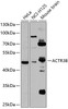 Western blot analysis of extracts of various cell lines, using ACTR3B antibody (23-209) at 1:1000 dilution.<br/>Secondary antibody: HRP Goat Anti-Rabbit IgG (H+L) at 1:10000 dilution.<br/>Lysates/proteins: 25ug per lane.<br/>Blocking buffer: 3% nonfat dry milk in TBST.<br/>Detection: ECL Basic Kit.<br/>Exposure time: 30s.