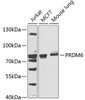 Western blot analysis of extracts of various cell lines, using PRDM6 antibody (23-224) at 1:1000 dilution.<br/>Secondary antibody: HRP Goat Anti-Rabbit IgG (H+L) at 1:10000 dilution.<br/>Lysates/proteins: 25ug per lane.<br/>Blocking buffer: 3% nonfat dry milk in TBST.<br/>Detection: ECL Basic Kit.<br/>Exposure time: 90s.