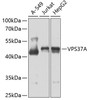 Western blot analysis of extracts of various cell lines, using VPS37A antibody (23-230) at 1:1000 dilution._Secondary antibody: HRP Goat Anti-Rabbit IgG (H+L) at 1:10000 dilution._Lysates/proteins: 25ug per lane._Blocking buffer: 3% nonfat dry milk in TBST._Detection: ECL Enhanced Kit._Exposure time: 30s.