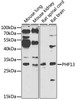 Western blot analysis of extracts of various cell lines, using PHF13 antibody (23-231) at 1:1000 dilution.<br/>Secondary antibody: HRP Goat Anti-Rabbit IgG (H+L) at 1:10000 dilution.<br/>Lysates/proteins: 25ug per lane.<br/>Blocking buffer: 3% nonfat dry milk in TBST.<br/>Detection: ECL Enhanced Kit.<br/>Exposure time: 90s.