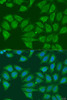 Immunofluorescence analysis of U2OS cells using ADH7 antibody (23-242) at dilution of 1:100. Blue: DAPI for nuclear staining.
