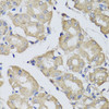 Immunohistochemistry of paraffin-embedded human stomach using BPGM antibody (23-250) at dilution of 1:100 (40x lens) .