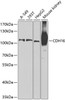 Western blot analysis of extracts of various cell lines, using CDH16 antibody (23-251) at 1:1000 dilution.<br/>Secondary antibody: HRP Goat Anti-Rabbit IgG (H+L) at 1:10000 dilution.<br/>Lysates/proteins: 25ug per lane.<br/>Blocking buffer: 3% nonfat dry milk in TBST.<br/>Detection: ECL Basic Kit.<br/>Exposure time: 90s.