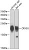 Western blot analysis of extracts of various cell lines, using CRYGS antibody (23-257) at 1:4000 dilution.<br/>Secondary antibody: HRP Goat Anti-Rabbit IgG (H+L) at 1:10000 dilution.<br/>Lysates/proteins: 25ug per lane.<br/>Blocking buffer: 3% nonfat dry milk in TBST.<br/>Detection: ECL Basic Kit.<br/>Exposure time: 1s.