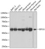 Western blot analysis of extracts of various cell lines, using EEF1G antibody (23-259) at 1:1000 dilution.<br/>Secondary antibody: HRP Goat Anti-Rabbit IgG (H+L) at 1:10000 dilution.<br/>Lysates/proteins: 25ug per lane.<br/>Blocking buffer: 3% nonfat dry milk in TBST.<br/>Detection: ECL Basic Kit.<br/>Exposure time: 5s.
