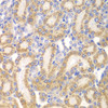 Immunohistochemistry of paraffin-embedded rat kidney using EYA3 antibody (23-260) at dilution of 1:100 (40x lens) .