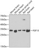 Western blot analysis of extracts of various cell lines, using FGF13 antibody (23-262) at 1:1000 dilution.<br/>Secondary antibody: HRP Goat Anti-Rabbit IgG (H+L) at 1:10000 dilution.<br/>Lysates/proteins: 25ug per lane.<br/>Blocking buffer: 3% nonfat dry milk in TBST.<br/>Detection: ECL Basic Kit.<br/>Exposure time: 90s.