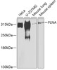 Western blot analysis of extracts of various cell lines, using FLNA antibody (23-263) at 1:500 dilution.<br/>Secondary antibody: HRP Goat Anti-Rabbit IgG (H+L) at 1:10000 dilution.<br/>Lysates/proteins: 25ug per lane.<br/>Blocking buffer: 3% nonfat dry milk in TBST.<br/>Detection: ECL Enhanced Kit.<br/>Exposure time: 30s.