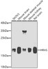 Western blot analysis of extracts of various cell lines, using HRAS antibody (23-265) at 1:1000 dilution.<br/>Secondary antibody: HRP Goat Anti-Rabbit IgG (H+L) at 1:10000 dilution.<br/>Lysates/proteins: 25ug per lane.<br/>Blocking buffer: 3% nonfat dry milk in TBST.<br/>Detection: ECL Enhanced Kit.<br/>Exposure time: 20s.