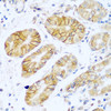 Immunohistochemistry of paraffin-embedded human stomach using NCAM1 / CD56 antibody (23-276) at dilution of 1:100 (40x lens) .