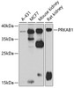 Western blot analysis of extracts of various cell lines, using PRKAB1 antibody (23-280) at 1:1000 dilution.<br/>Secondary antibody: HRP Goat Anti-Rabbit IgG (H+L) at 1:10000 dilution.<br/>Lysates/proteins: 25ug per lane.<br/>Blocking buffer: 3% nonfat dry milk in TBST.