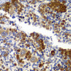 Immunohistochemistry of paraffin-embedded rat spleen using PRKAB1 antibody (23-280) at dilution of 1:100 (40x lens) .