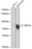 Western blot analysis of extracts of various cell lines, using PRKCG antibody (23-281) at 1:500 dilution._Secondary antibody: HRP Goat Anti-Rabbit IgG (H+L) at 1:10000 dilution._Lysates/proteins: 25ug per lane._Blocking buffer: 3% nonfat dry milk in TBST._Detection: ECL Basic Kit._Exposure time: 90s.