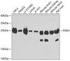 Western blot analysis of extracts of various cell lines, using PSPH antibody (23-282) at 1:1000 dilution.<br/>Secondary antibody: HRP Goat Anti-Rabbit IgG (H+L) at 1:10000 dilution.<br/>Lysates/proteins: 25ug per lane.<br/>Blocking buffer: 3% nonfat dry milk in TBST.<br/>Detection: ECL Basic Kit.<br/>Exposure time: 90s.