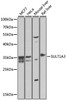Western blot analysis of extracts of various cell lines, using SULT1A3 antibody (23-288) at 1:1000 dilution.<br/>Secondary antibody: HRP Goat Anti-Rabbit IgG (H+L) at 1:10000 dilution.<br/>Lysates/proteins: 25ug per lane.<br/>Blocking buffer: 3% nonfat dry milk in TBST.<br/>Detection: ECL Basic Kit.<br/>Exposure time: 30s.