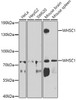 Western blot analysis of extracts of various cell lines, using WHSC1 antibody (23-292) at 1:1000 dilution.<br/>Secondary antibody: HRP Goat Anti-Rabbit IgG (H+L) at 1:10000 dilution.<br/>Lysates/proteins: 25ug per lane.<br/>Blocking buffer: 3% nonfat dry milk in TBST.<br/>Detection: ECL Basic Kit.<br/>Exposure time: 90s.