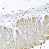 Immunohistochemistry of paraffin-embedded mouse stomach using IRS2 antibody (23-299) at dilution of 1:100 (40x lens) .