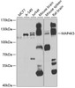 Western blot analysis of extracts of various cell lines, using MAP4K5 antibody (23-313) at 1:1000 dilution.<br/>Secondary antibody: HRP Goat Anti-Rabbit IgG (H+L) at 1:10000 dilution.<br/>Lysates/proteins: 25ug per lane.<br/>Blocking buffer: 3% nonfat dry milk in TBST.<br/>Detection: ECL Basic Kit.<br/>Exposure time: 20s.