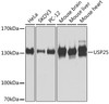 Western blot analysis of extracts of various cell lines, using USP25 antibody (23-321) at 1:1000 dilution.<br/>Secondary antibody: HRP Goat Anti-Rabbit IgG (H+L) at 1:10000 dilution.<br/>Lysates/proteins: 25ug per lane.<br/>Blocking buffer: 3% nonfat dry milk in TBST.<br/>Detection: ECL Basic Kit.<br/>Exposure time: 60s.