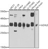 Western blot analysis of extracts of various cell lines, using UCHL5 antibody (23-324) at 1:1000 dilution.<br/>Secondary antibody: HRP Goat Anti-Rabbit IgG (H+L) at 1:10000 dilution.<br/>Lysates/proteins: 25ug per lane.<br/>Blocking buffer: 3% nonfat dry milk in TBST.<br/>Detection: ECL Basic Kit.<br/>Exposure time: 40s.