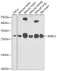 Western blot analysis of extracts of various cell lines, using RAB23 antibody (23-325) at 1:1000 dilution.<br/>Secondary antibody: HRP Goat Anti-Rabbit IgG (H+L) at 1:10000 dilution.<br/>Lysates/proteins: 25ug per lane.<br/>Blocking buffer: 3% nonfat dry milk in TBST.<br/>Detection: ECL Basic Kit.<br/>Exposure time: 90s.