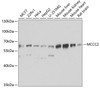 Western blot analysis of extracts of various cell lines, using MCCC2 antibody (23-334) at 1:1000 dilution.<br/>Secondary antibody: HRP Goat Anti-Rabbit IgG (H+L) at 1:10000 dilution.<br/>Lysates/proteins: 25ug per lane.<br/>Blocking buffer: 3% nonfat dry milk in TBST.<br/>Detection: ECL Basic Kit.<br/>Exposure time: 30s.