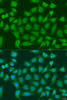 Immunofluorescence analysis of U2OS cells using EGLN3 antibody (23-341) at dilution of 1:100. Blue: DAPI for nuclear staining.