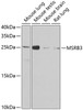 Western blot analysis of extracts of various cell lines, using MSRB3 antibody (23-345) at 1:1000 dilution.<br/>Secondary antibody: HRP Goat Anti-Rabbit IgG (H+L) at 1:10000 dilution.<br/>Lysates/proteins: 25ug per lane.<br/>Blocking buffer: 3% nonfat dry milk in TBST.<br/>Detection: ECL Basic Kit.<br/>Exposure time: 90s.