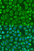 Immunofluorescence analysis of U2OS cells using SNX32 antibody (23-346) at dilution of 1:100. Blue: DAPI for nuclear staining.