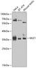 Western blot analysis of extracts of various cell lines, using MLF1 antibody (23-350) at 1:1000 dilution.<br/>Secondary antibody: HRP Goat Anti-Rabbit IgG (H+L) at 1:10000 dilution.<br/>Lysates/proteins: 25ug per lane.<br/>Blocking buffer: 3% nonfat dry milk in TBST.<br/>Detection: ECL Basic Kit.<br/>Exposure time: 90s.
