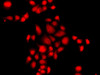 Immunofluorescence analysis of A549 cells using MLF1 antibody (23-350) .